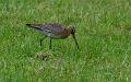 Svarthalespove - Black-tailed godwit (Limosa limosa)